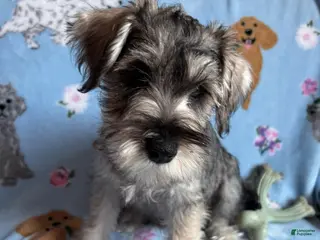 Miniature Schnauzer dogs Sterling - Ad 15