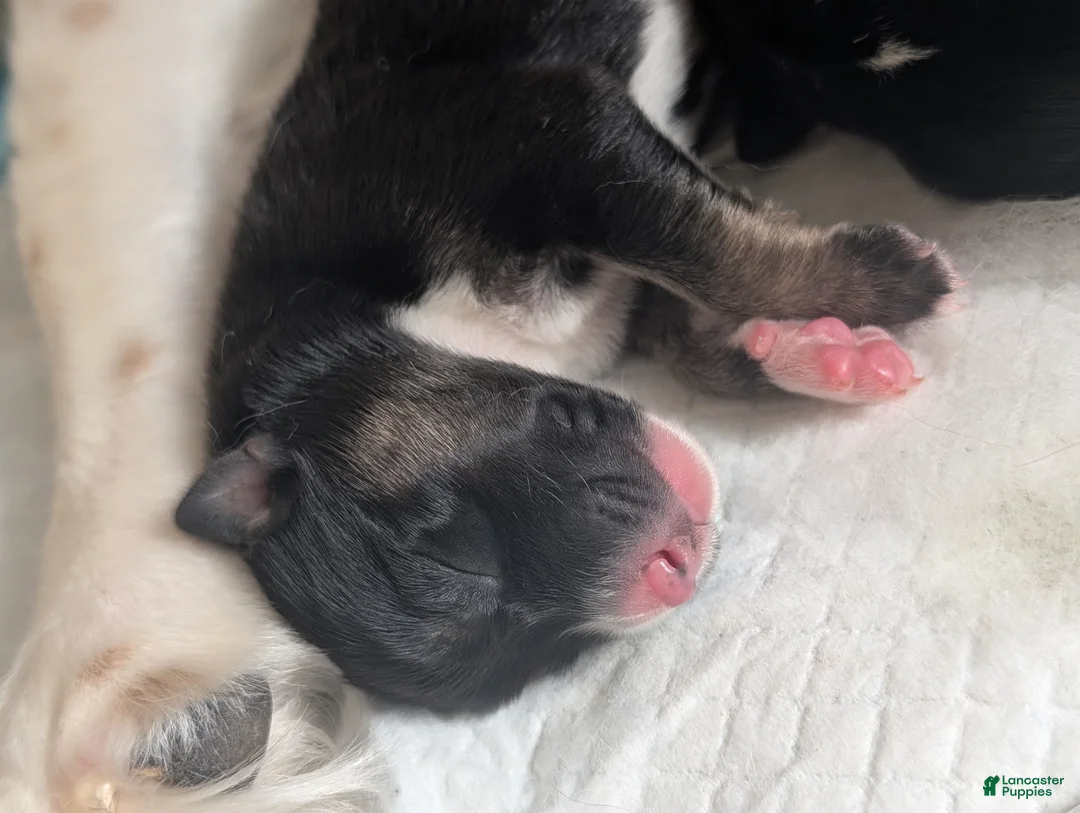 Mixed Breed dogs for sale: Maui - Ad 2