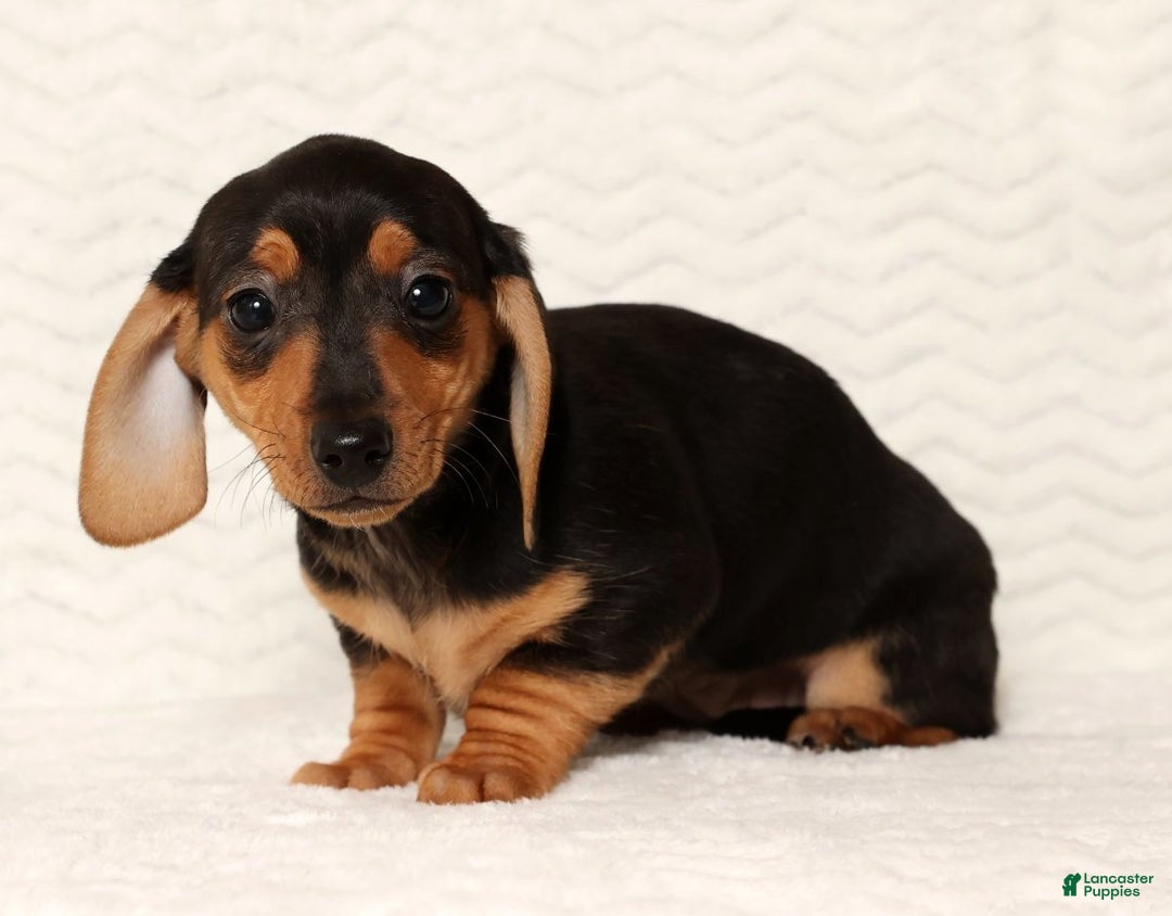 Miniature Dachshund dogs for sale: Emmy - Ad 2