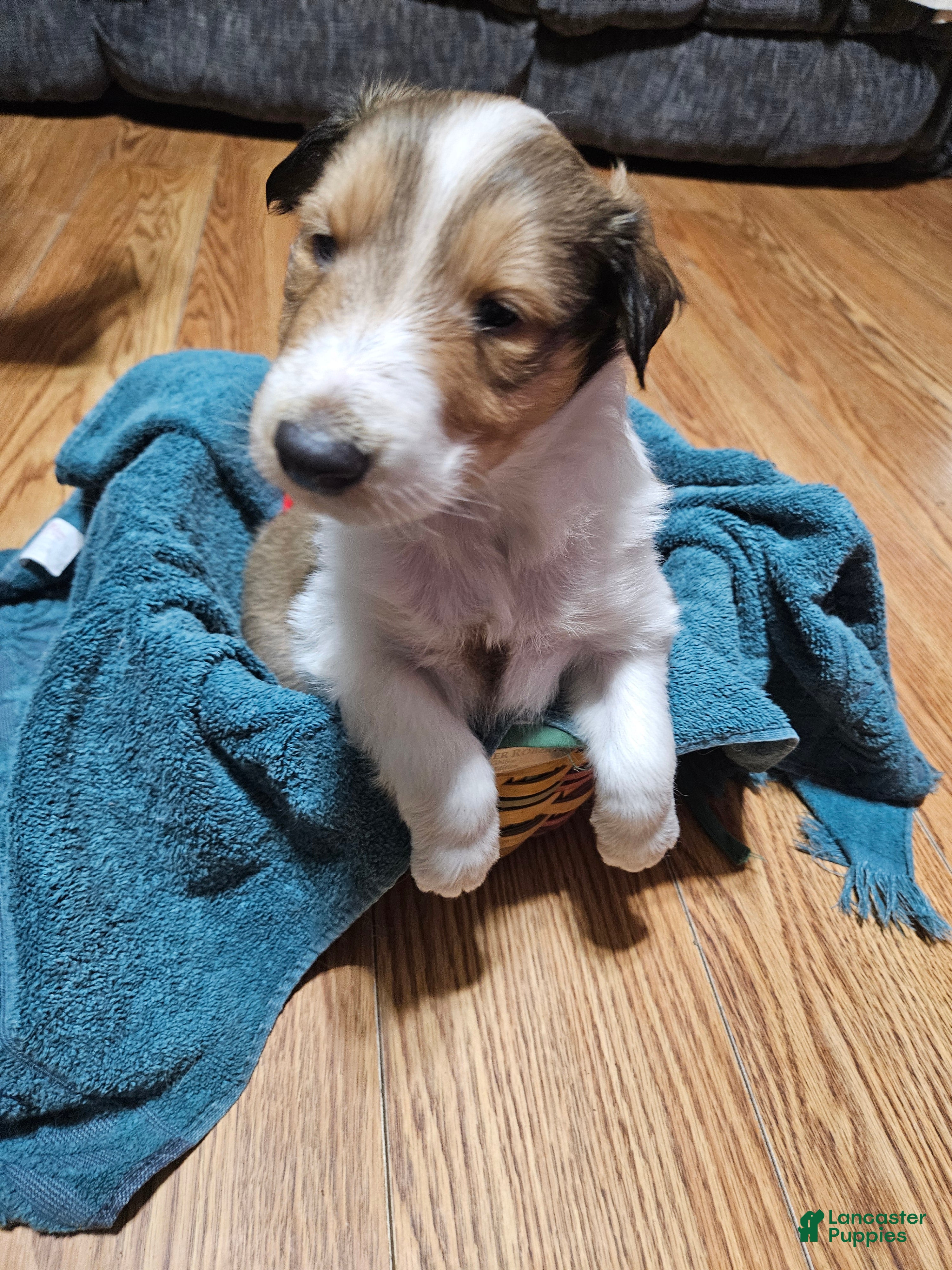 Collie dogs Collie Puppy 3 Apollo - Ad 3