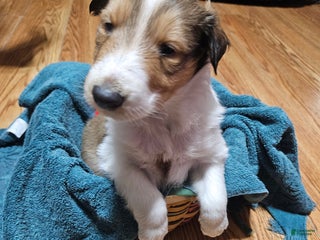 Collie dogs Collie Puppy 3 Apollo - Ad 3