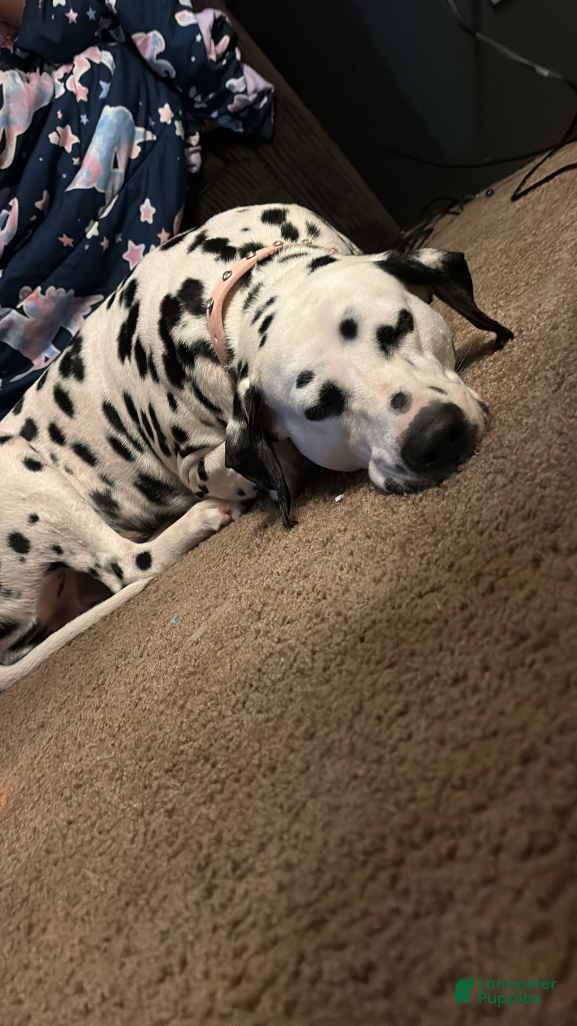 Dalmatian dogs Dalmatian Puppy 2 - Ad 2