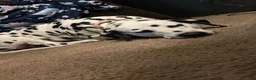 Dalmatian dogs for sale: Dalmatian Puppy 2 - Ad 2
