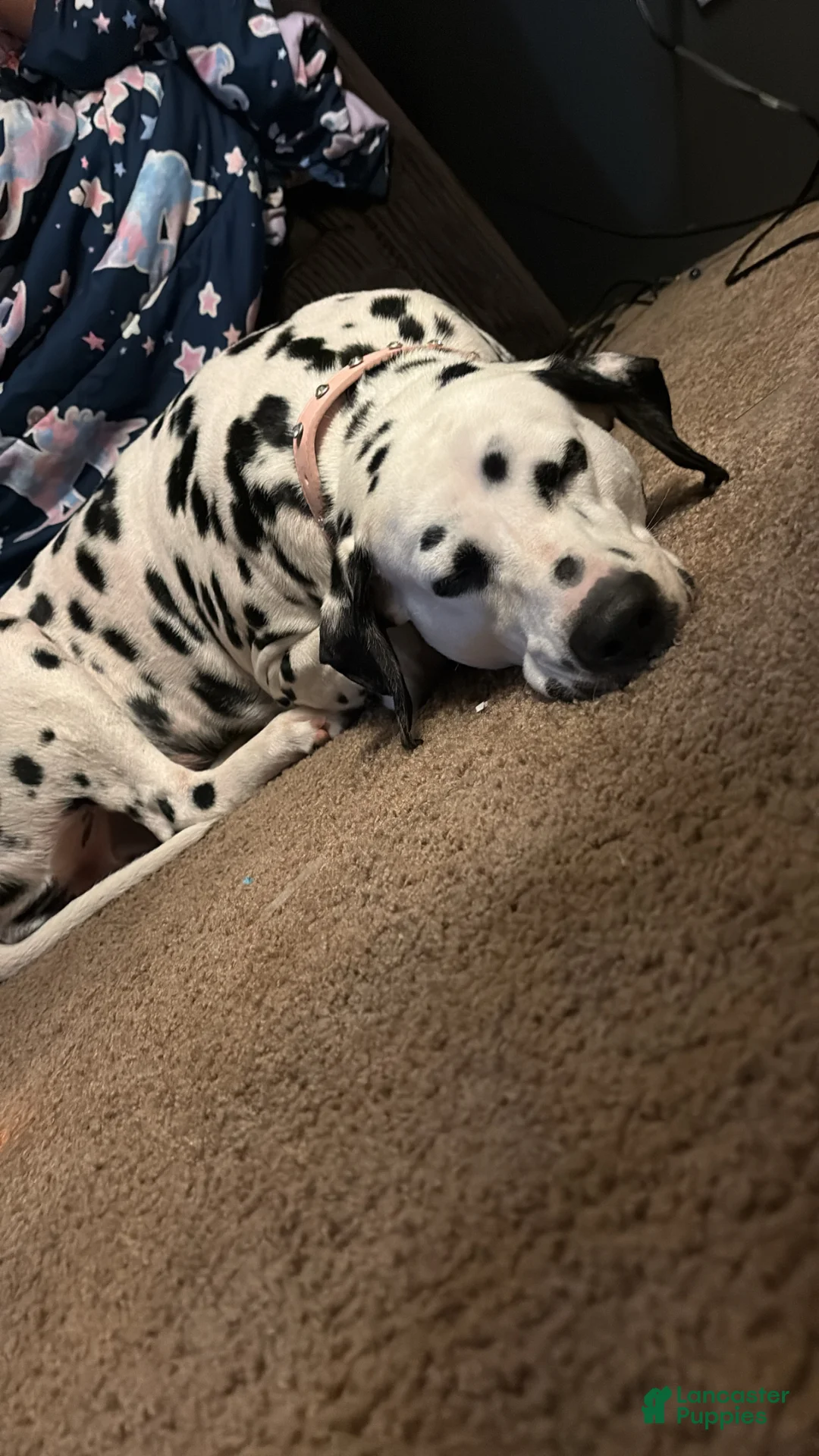 Dalmatian dogs for sale: Dalmatian Puppy 2 - Ad 2
