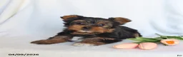 Yorkshire Terrier dogs for sale: Nico - Ad 3