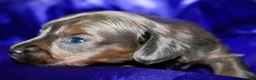 Dachshund dogs for sale: Penelope - Ad 4