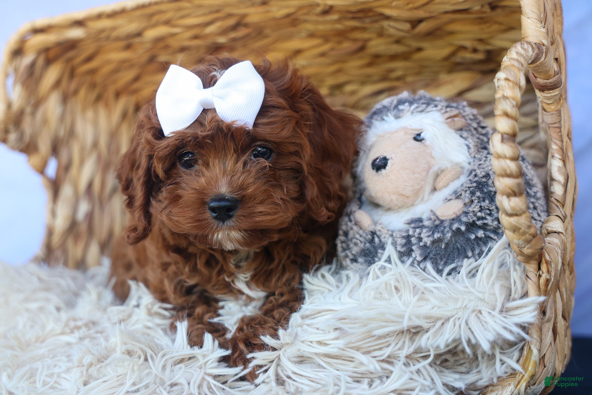 Cavapoo dogs for sale: RHODA - Ad 11