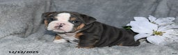 English Bulldog dogs for sale: Shane - Ad 3