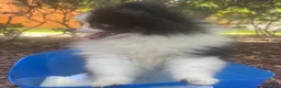 Pomeranian dogs for sale: Pomeranian 1 - Ad 5