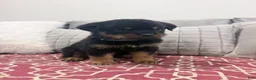 Rottweiler dogs for sale: Brown collar, female - Ad 3