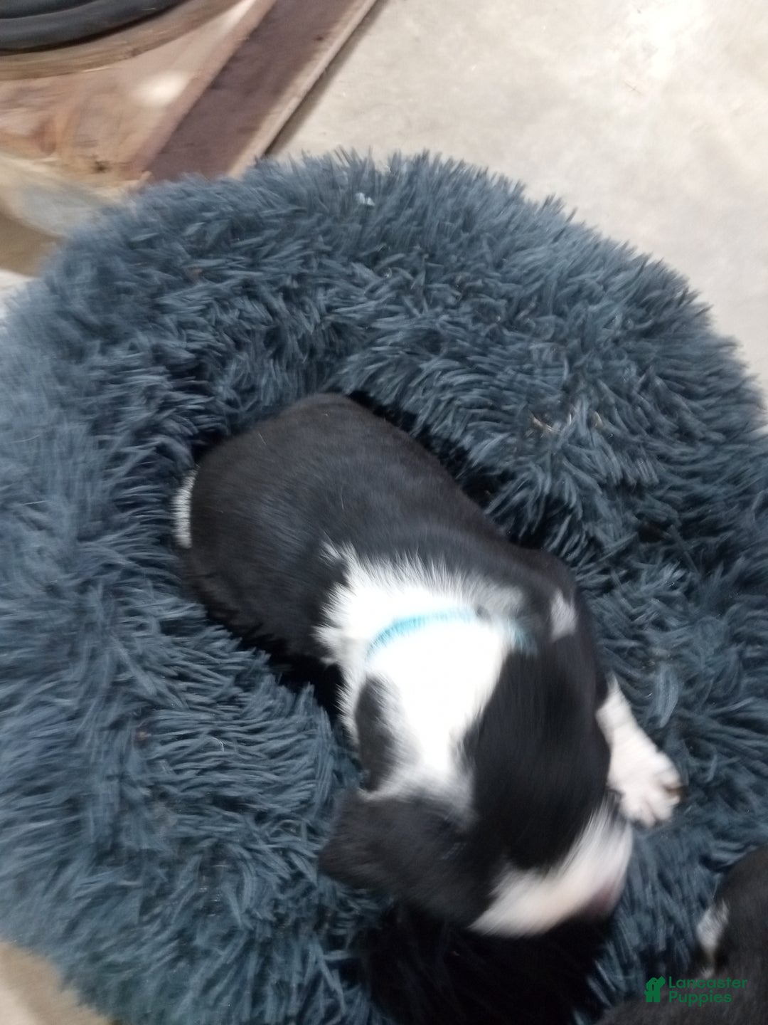 Mixed Breed dogs for sale: Lilly - Ad 8