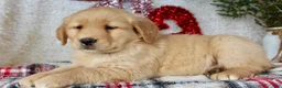 Golden Retriever dogs for sale: Mandy - Ad 2