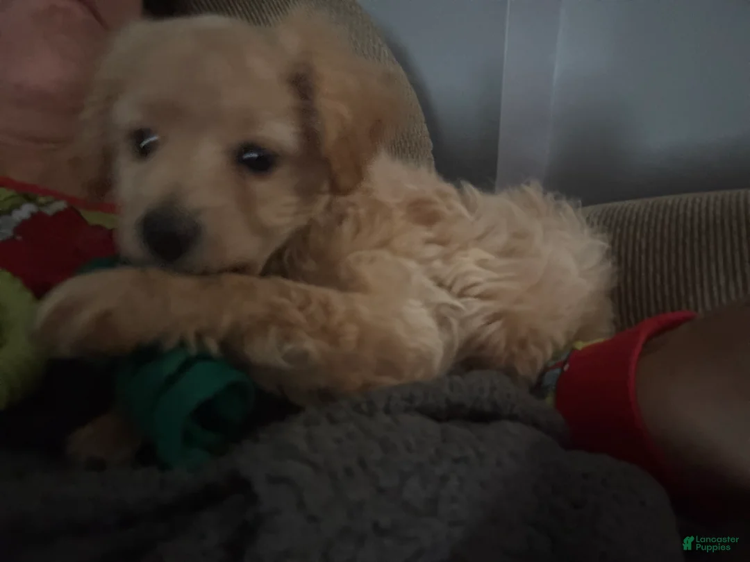 Bichpoo dogs for sale: Bichpoo Puppy 1 - Ad 6