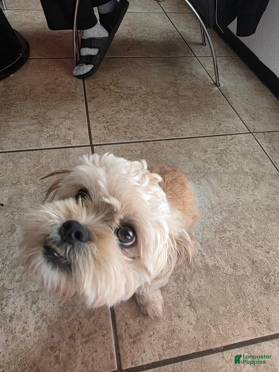 Shih Tzu dogs for sale: Shih Tzu 1 - Ad 2