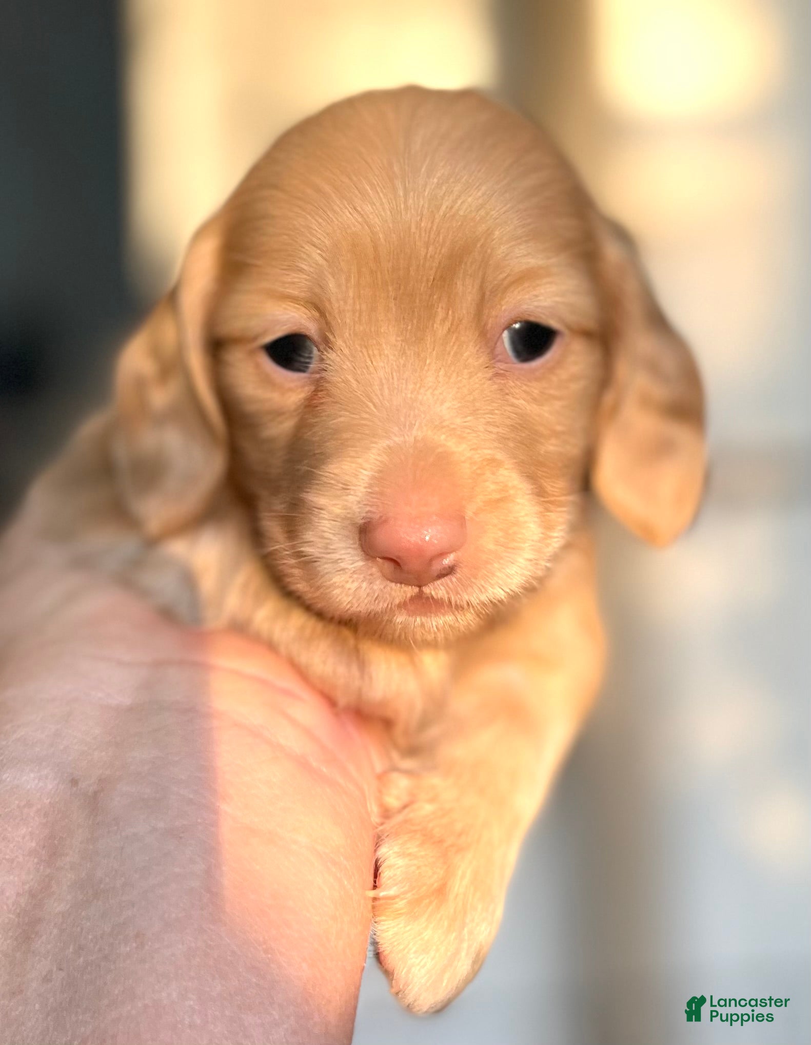Dachshund dogs for sale: Friedrich  - Ad 2