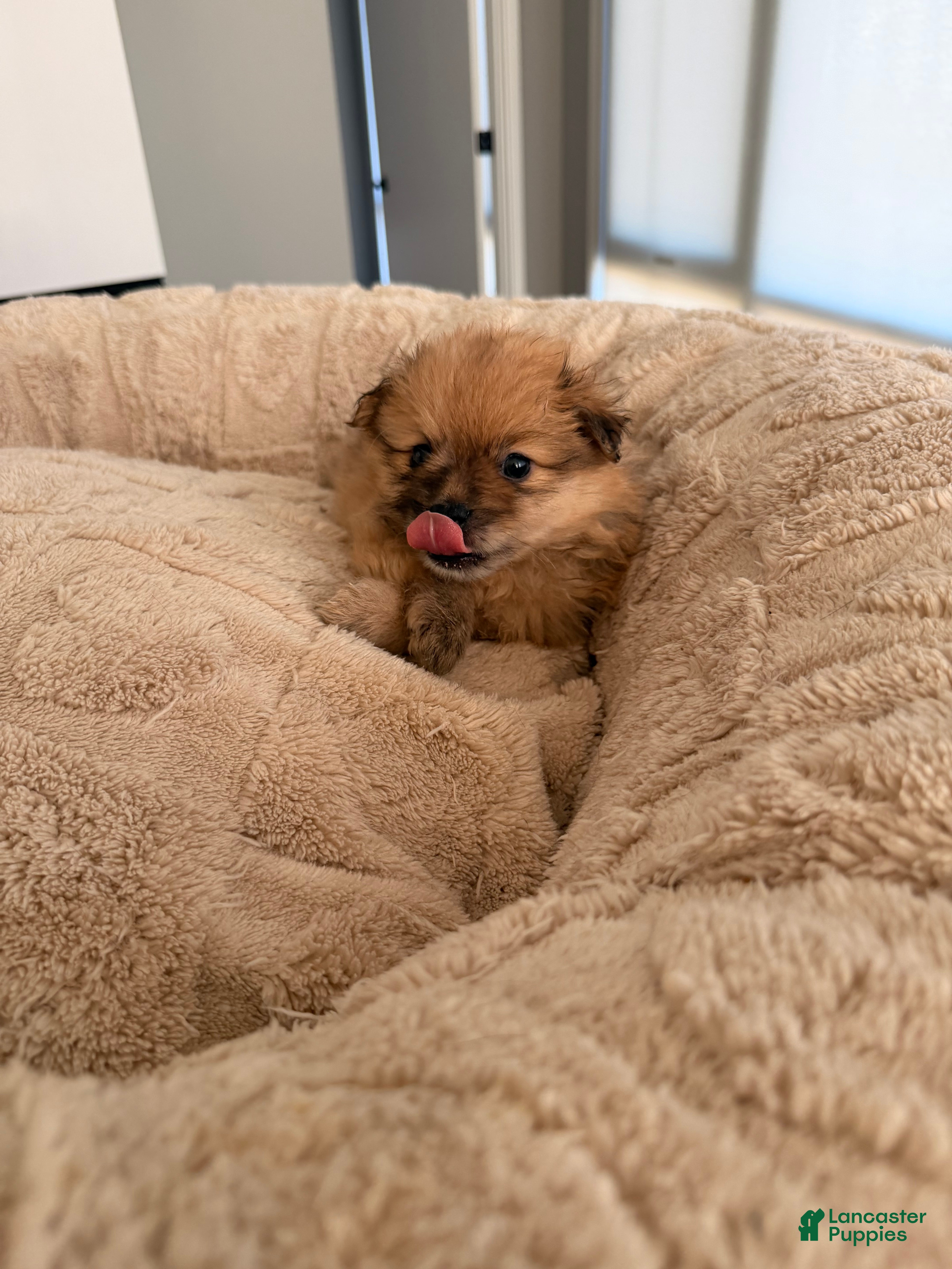 Pomeranian dogs for sale: Tigger - Ad 1