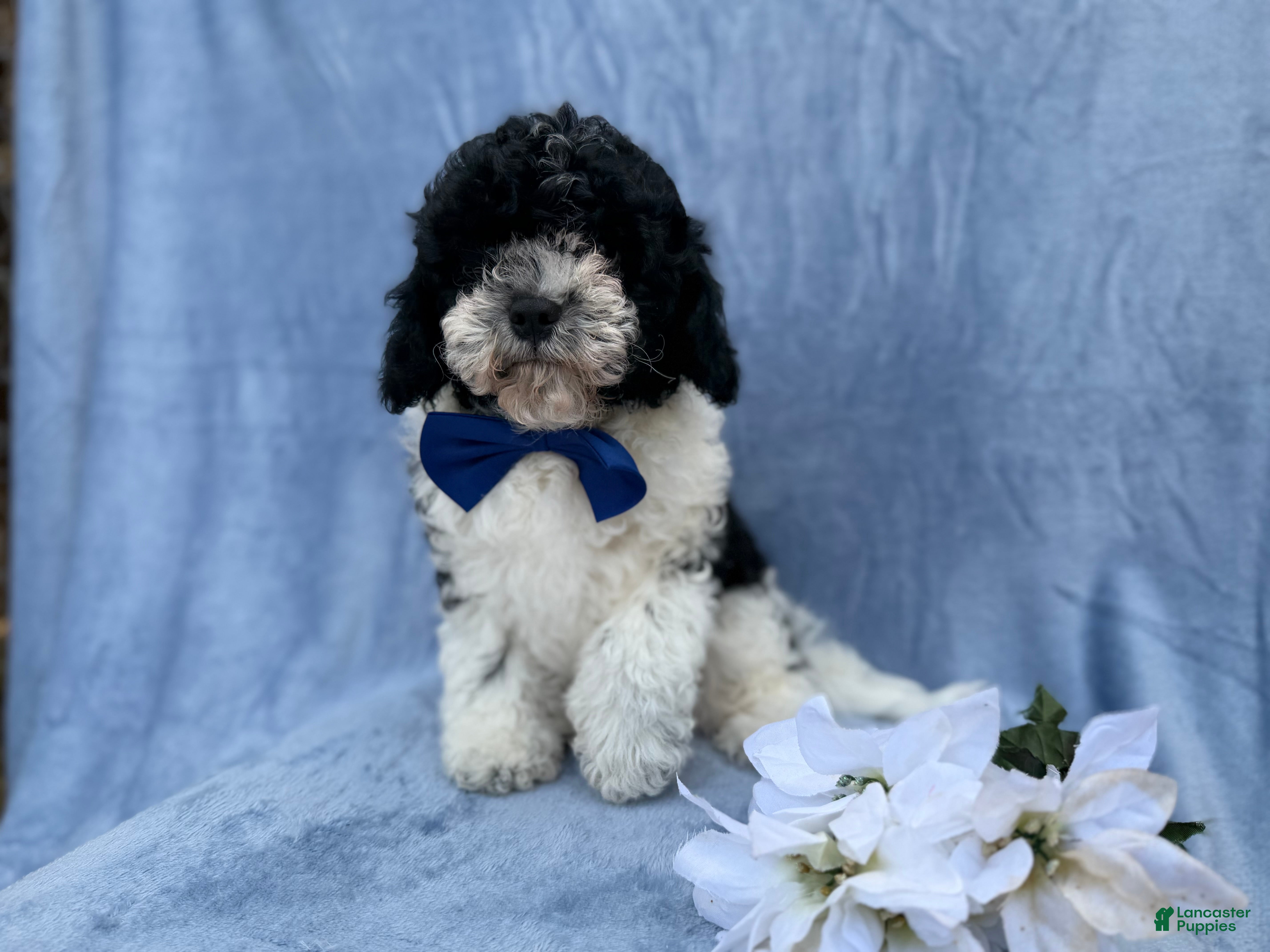 Cavapoo dogs Odie - Ad 3