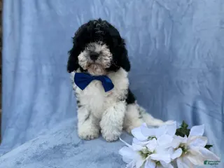 Cavapoo dogs Odie - Ad 3