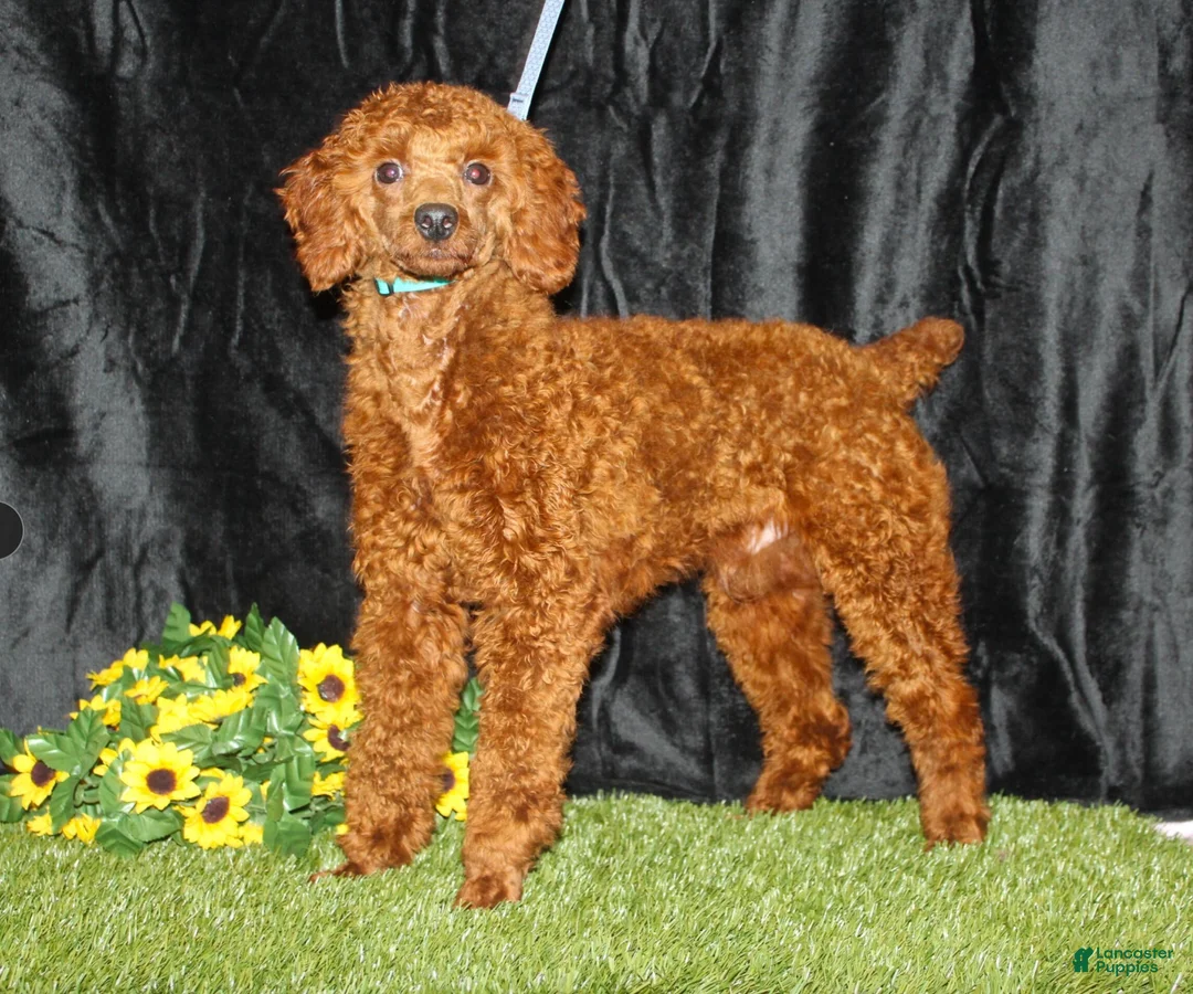 Miniature Poodle dogs for sale: Gracelynn - Ad 6