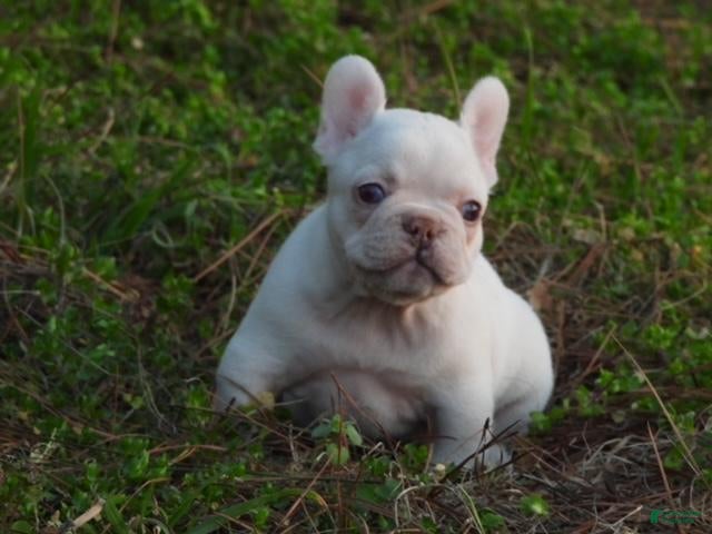French Bulldog dogs French Bulldog Puppy 1 - Ad 1