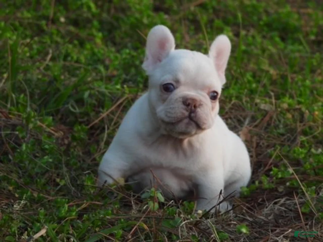 French Bulldog dogs for sale: French Bulldog Puppy 1 - Ad 1