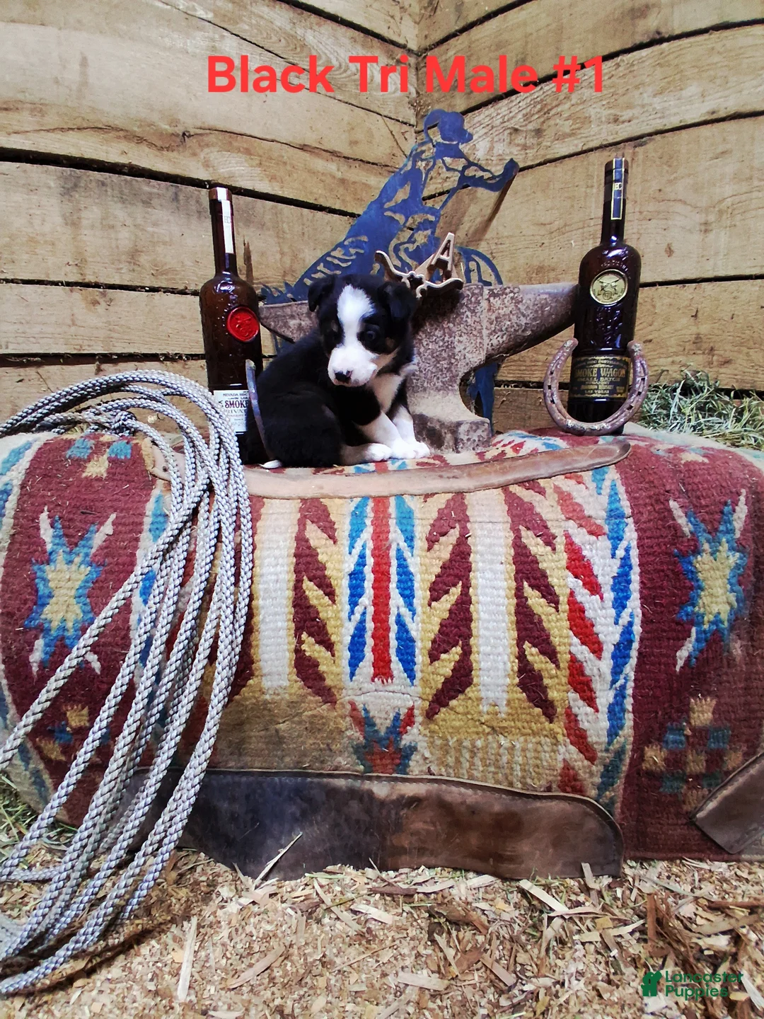 Border Collie dogs for sale: Border Collie Puppy 1 - Ad 22