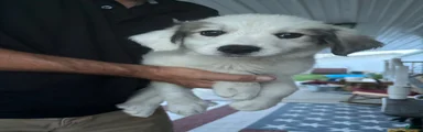 Great Pyrenees 9