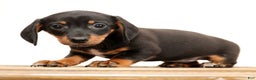 Miniature Dachshund dogs for sale: Winnie - Ad 4