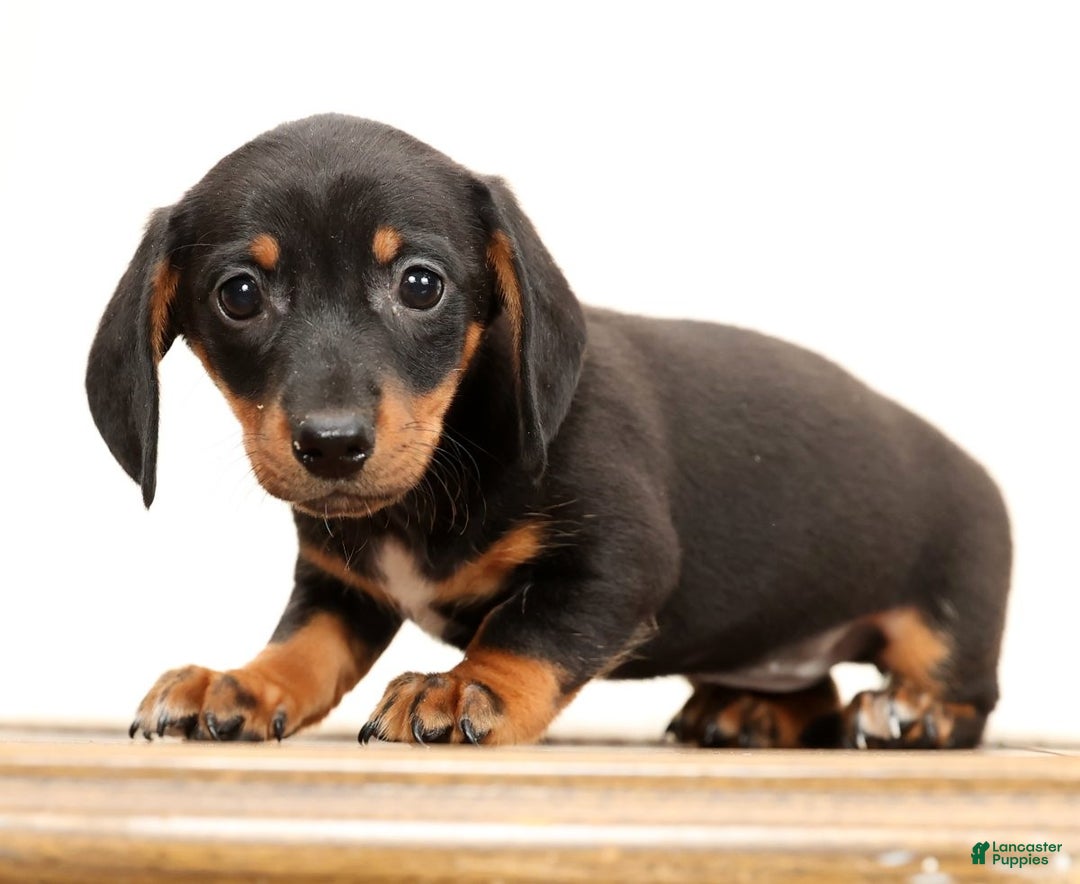 Miniature Dachshund dogs for sale: Winnie - Ad 4