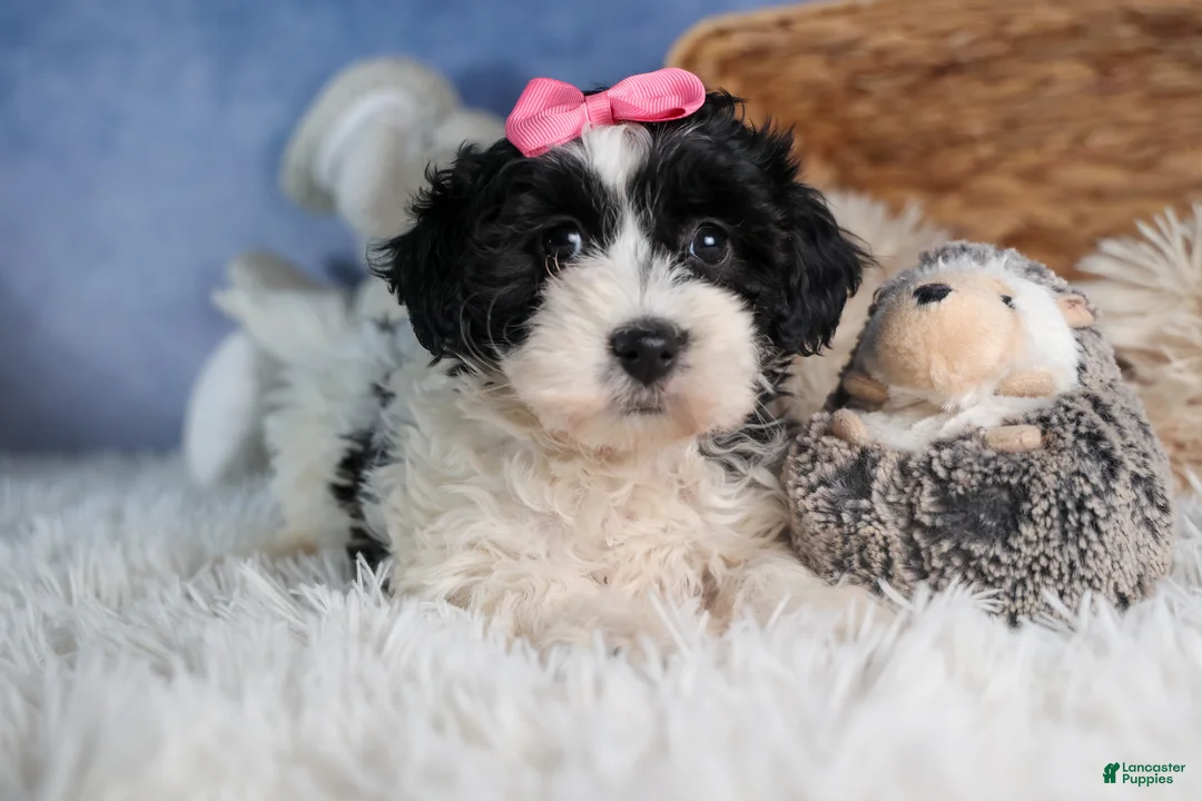 Havapoo dogs for sale: ELLIE - Ad 11