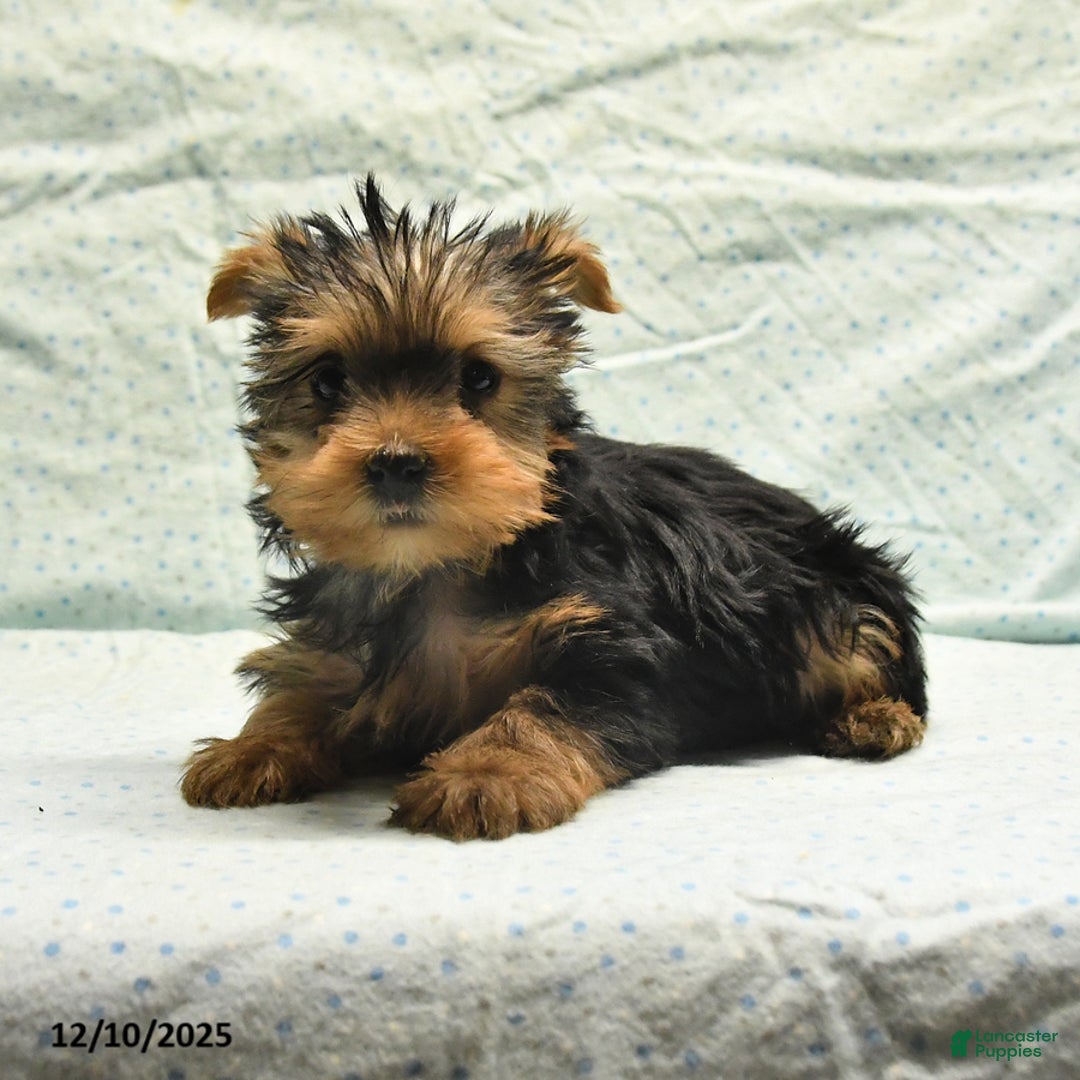 Yorkshire Terrier dogs for sale: Earl - Ad 8