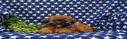 Shihpoo dogs for sale: Colson Hypoallergenic - Ad 6