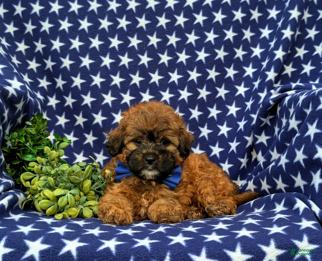 Shihpoo dogs for sale: Colson Hypoallergenic - Ad 6