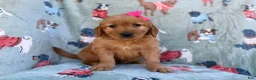 Golden Retriever dogs for sale: Marley - Ad 9