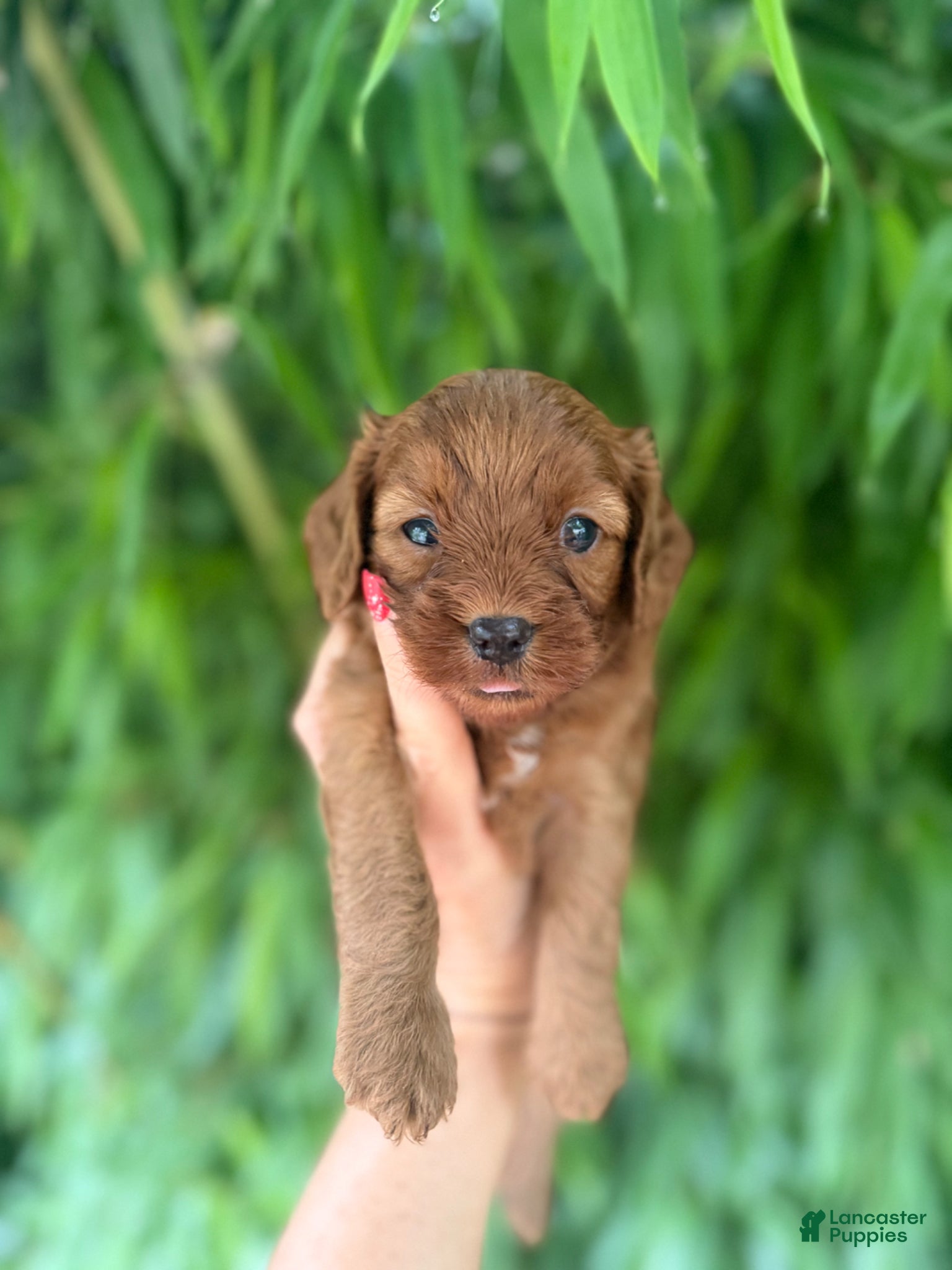 Cavapoo dogs for sale: Cavapoo Puppy 1 - Ad 1