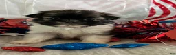 Shih Tzu dogs for sale: Creed - Ad 2