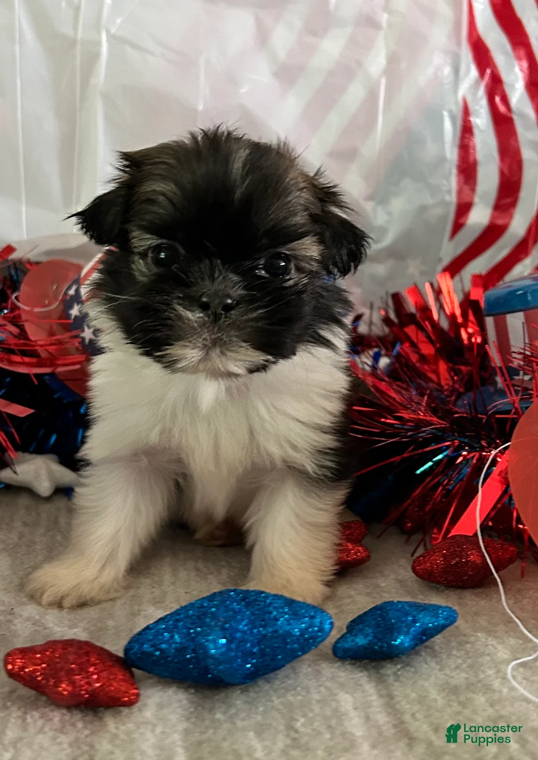 Shih Tzu dogs for sale: Creed - Ad 2