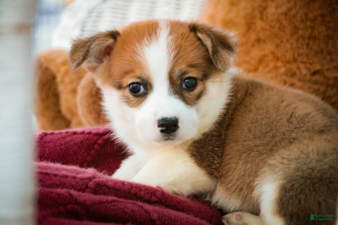 Welsh Corgi Pembroke dogs for sale: Bagel - Ad 2
