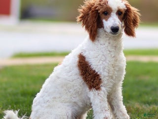 Standard Poodle dogs Rail - Ad 13
