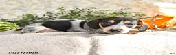 Miniature Dachshund dogs for sale: June - Ad 4