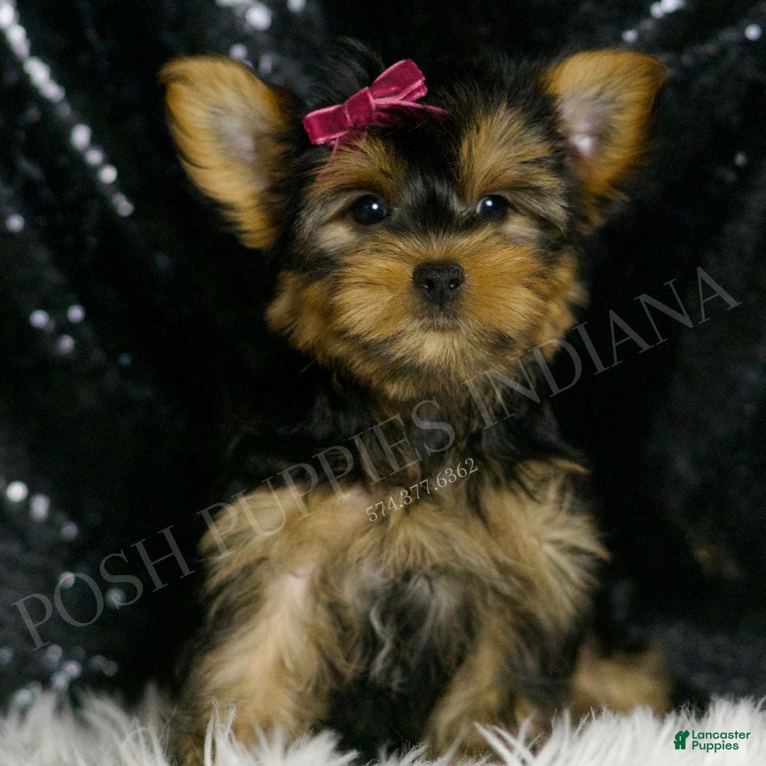 Yorkshire Terrier dogs for sale: Molly - Ad 3