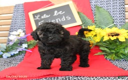 Mini Goldendoodle dogs for sale: Coconut - Image 18