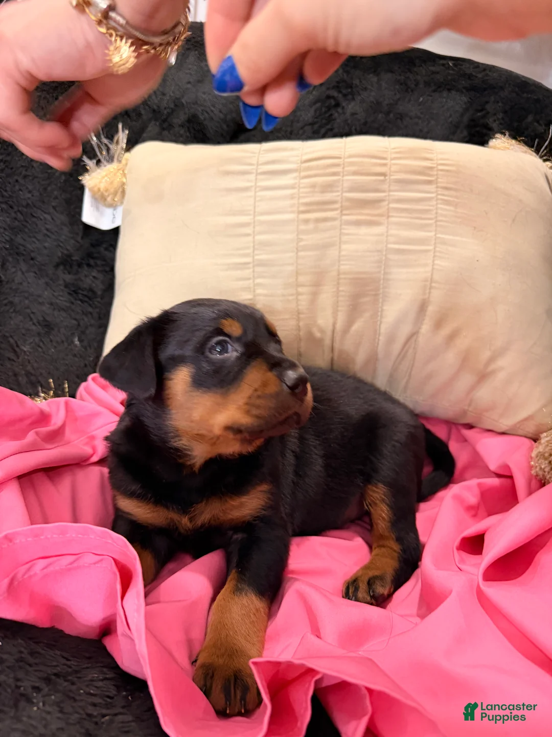 Rottweiler dogs for sale: Rottweiler Puppy 3 - Ad 3