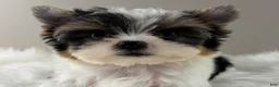 Yorkshire Terrier dogs for sale: Fiona - Ad 5