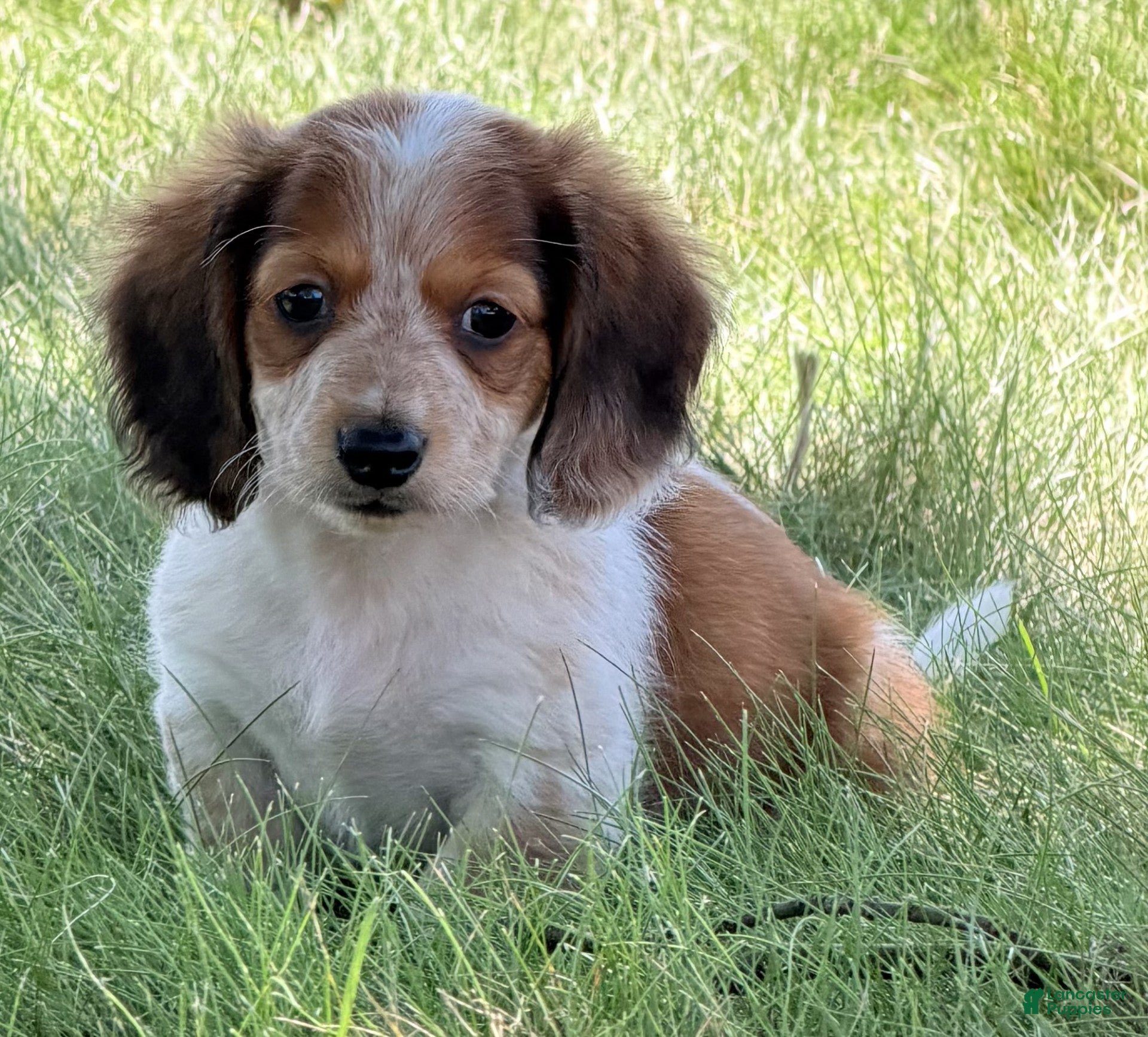 Miniature Dachshund dogs Tucker - Ad 2