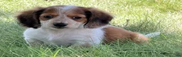 Miniature Dachshund dogs for sale: Tucker - Ad 2