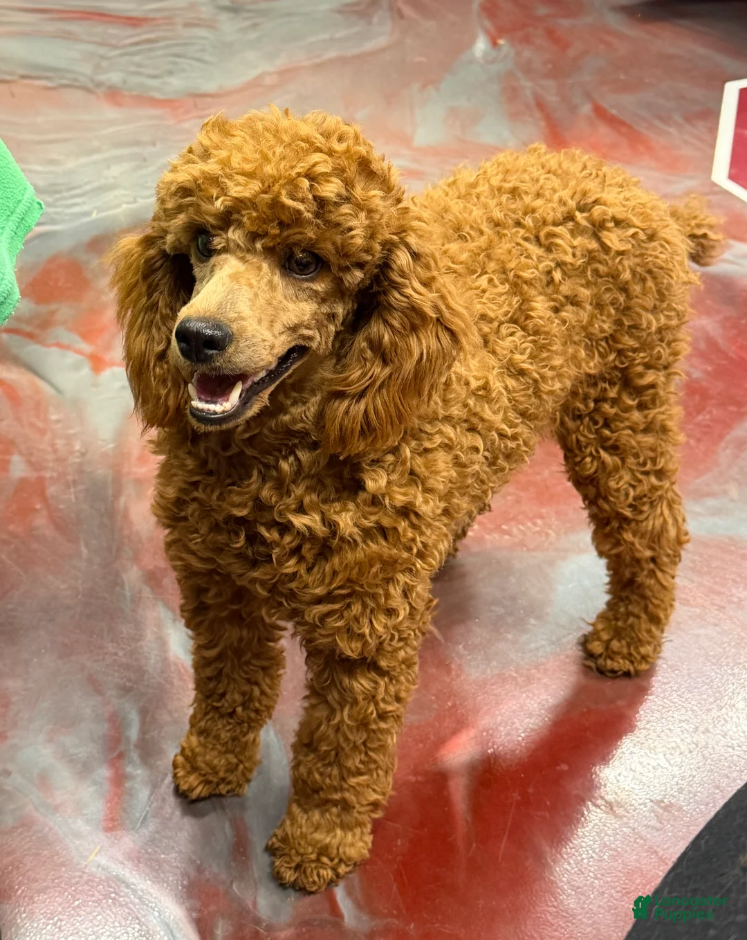 Miniature Poodle dogs for sale: Sunny - Ad 3