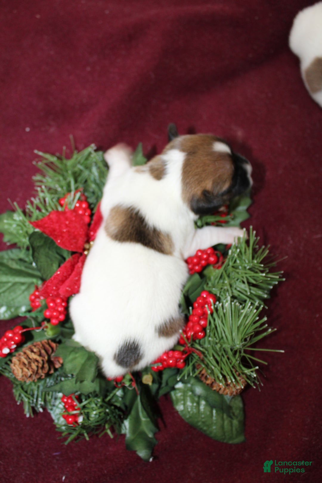 Jack Russell Terrier dogs for sale: AlmondJoy - Ad 3