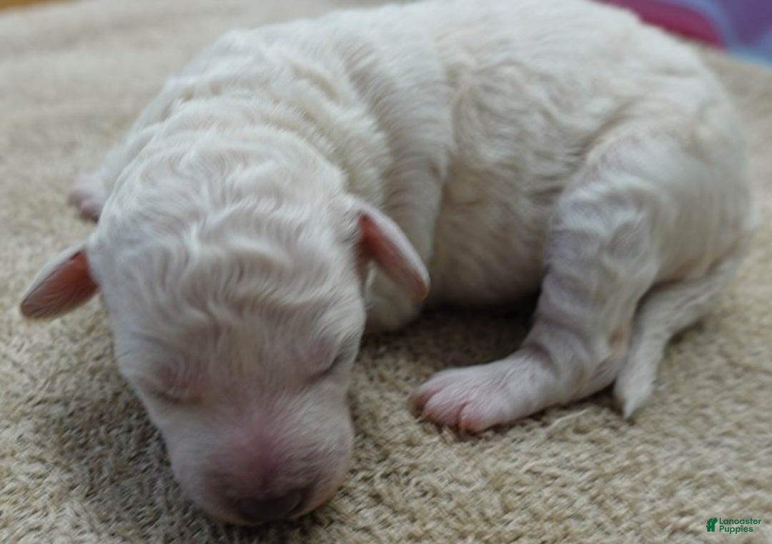 Toy Poodle dogs for sale: Zilla - Ad 7