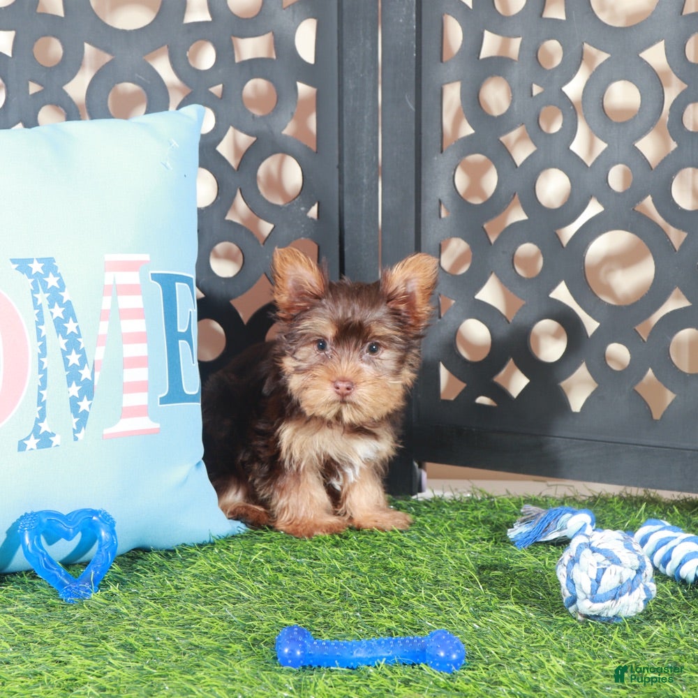 Yorkshire Terrier dogs Buckeye Sweet ACA Chocolate Toy Yorkie - Ad 2